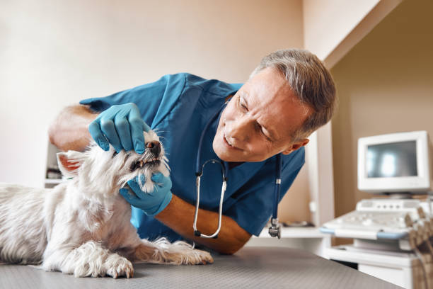 Best Emergency Dentist for Special Needs Patients in Hamilton, OH